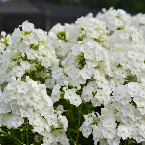Luminary Backlight Tall Garden Phlox