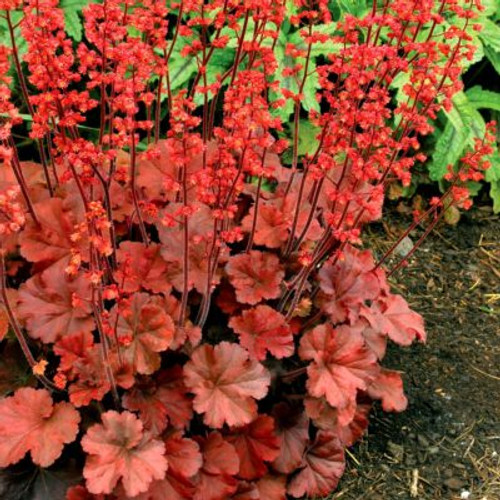 Heuchera Cherry Cola
Cherry Cola Coral Bells