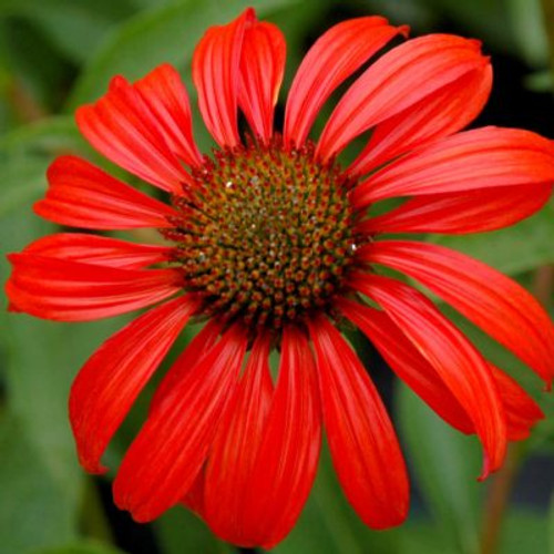 Tomato Soup Coneflower 
Tomato Soup Echinacea