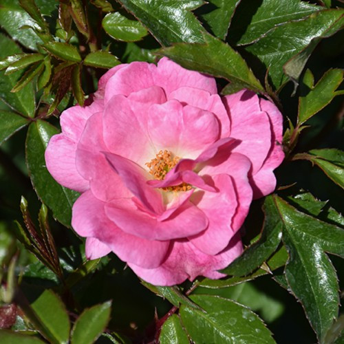 Pinktopia Rose
Easy Elegance Rose