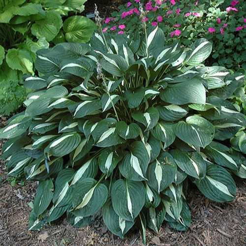 Risky Business Hosta