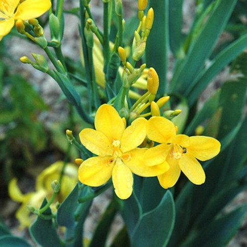 Hello Yellow Blackberry Lily