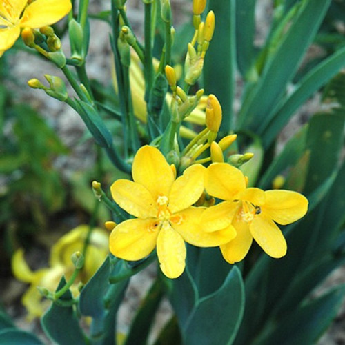 Hello Yellow Blackberry Lily