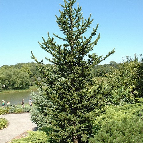 Hillside Upright Norway Spruce