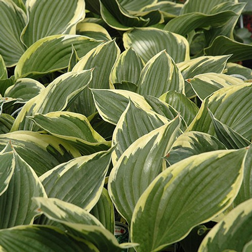 Golden Variegated Hosta