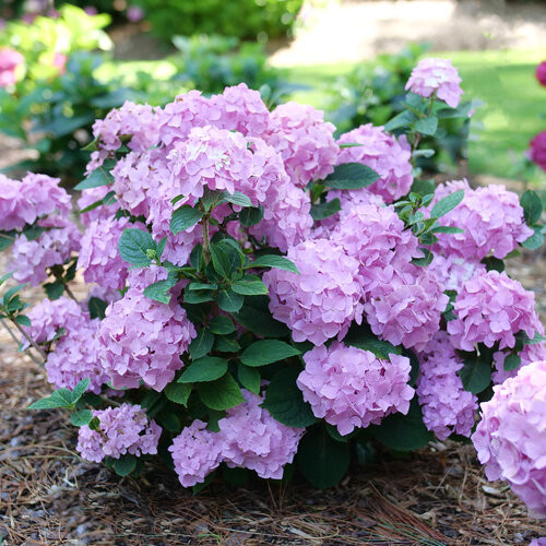 Let's Dance Sky View Reblooming Hydrangea