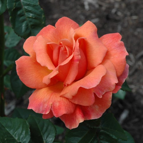 Easy Does It  Floribunda Rose