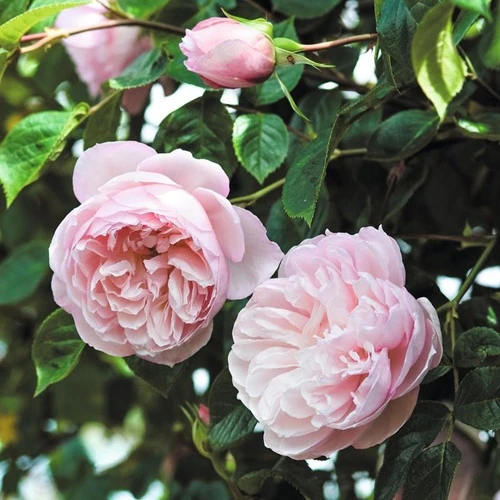 Generous Gardener David Austin Rose