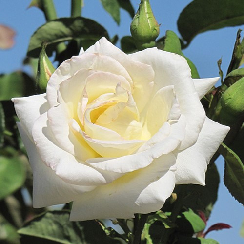 Honor Hybrid Tea Rose