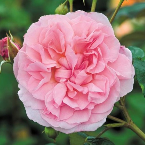 Strawberry Hill David Austin Rose