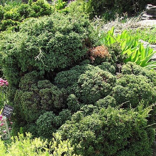 Squarrosa Intermedia Moss Falsecypress