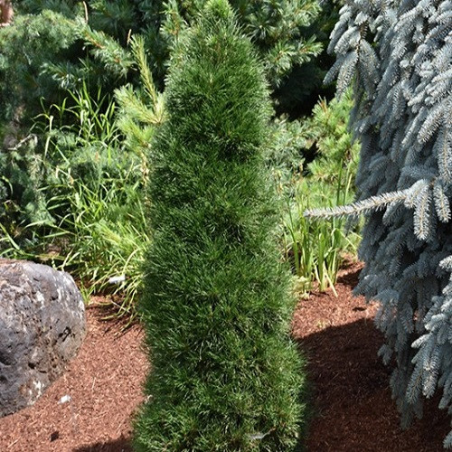 Green Penguin Scotch Pine