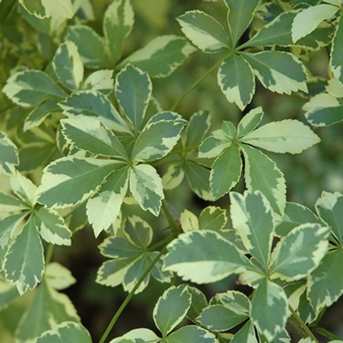 Variegated Fiveleaf Aralia