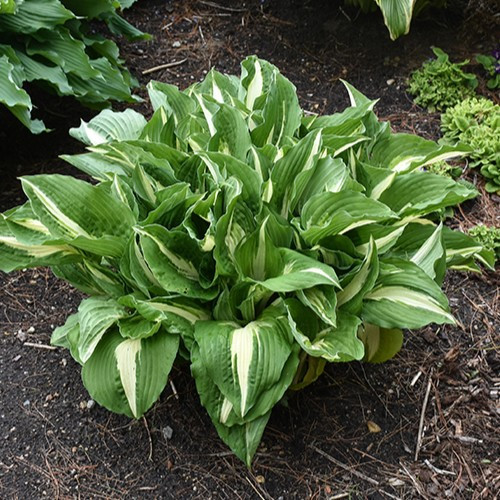 Hosta NIGHT BEFORE CHRISTMAS