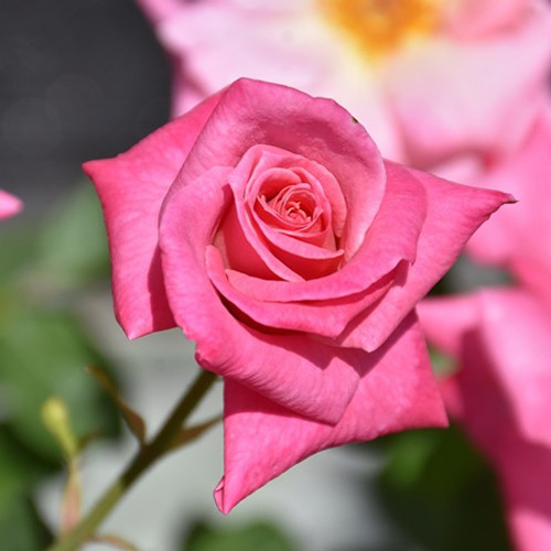 Pink Parfait Grandiflora Rose