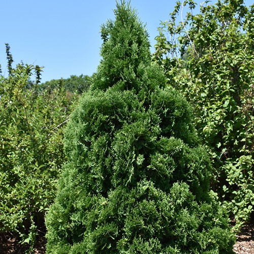 Holmstrup Cedar