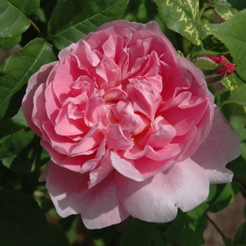 Gentle Hermione David Austin Rose