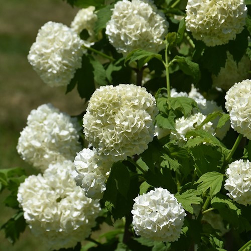 Eastern Snowball Viburnum