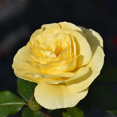 High Voltage Rose