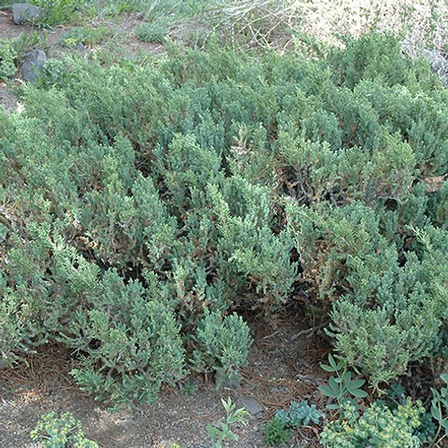 San Jose Juniper