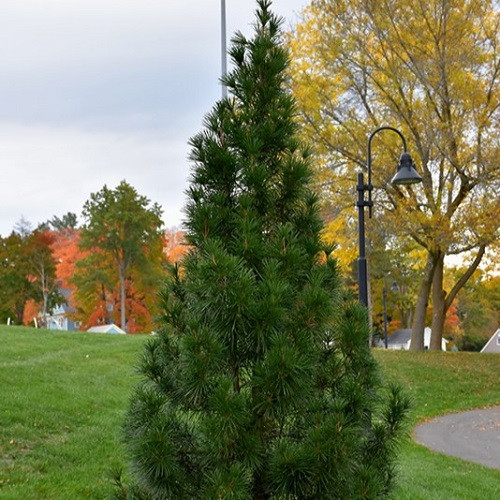 Winter Green Umbrella Pine