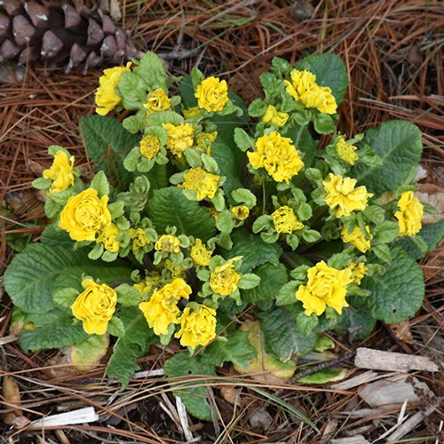 Belarina Spring Sun Primula Primrose