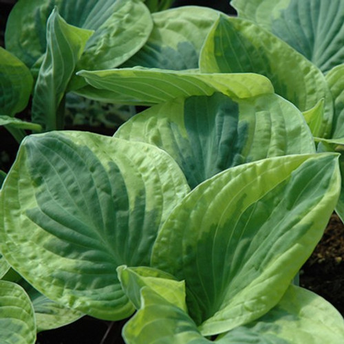 Brim Cup Hosta