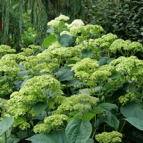 Invincibelle Sublime Hydrangea