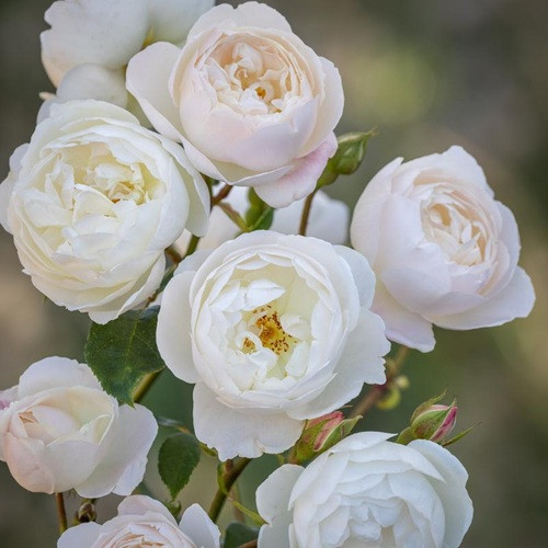 Desdemona David Austin Rose