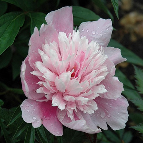 Raspberry Sundae Peony