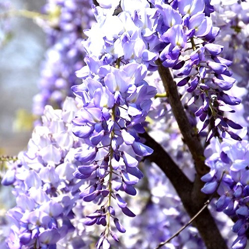 Lawrence Japanese Wisteria