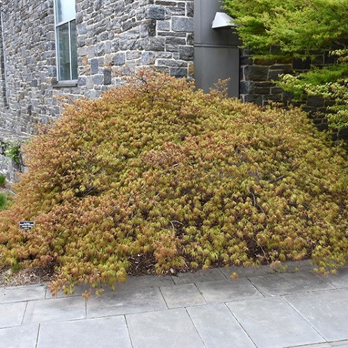 Spring Delight Japanese Maple