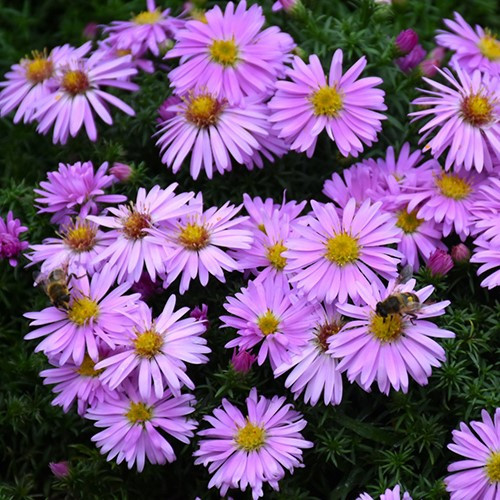 Woods Pink Aster