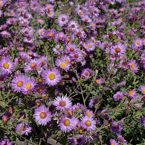 Woods Purple Aster