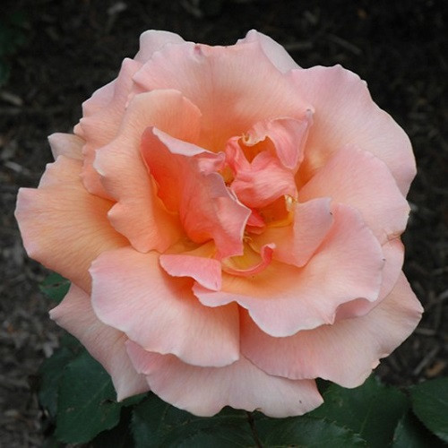 Just Joey Hybrid Tea Rose