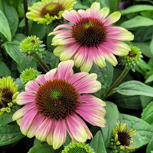 Sweet Sandia Coneflower