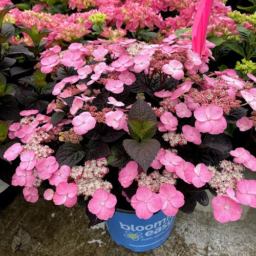 Pink Dynamo Mountain Hydrangea