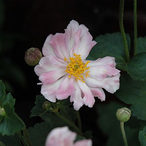 Queen Charlotte Anemone