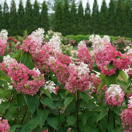 Pinky Winky Prime Hydrangea