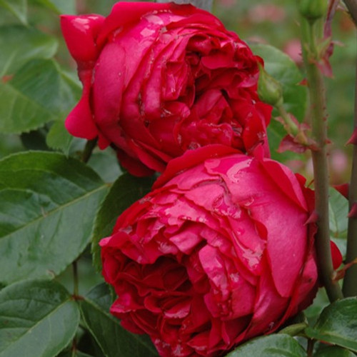 Red Eden Climbing Rose