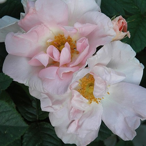 Ilse Krohn Superior Climbing Rose