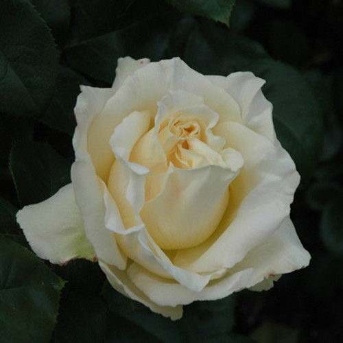 La Perla Hybrid Tea Rose