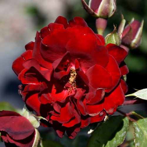 Navy Lady Explorer Rose