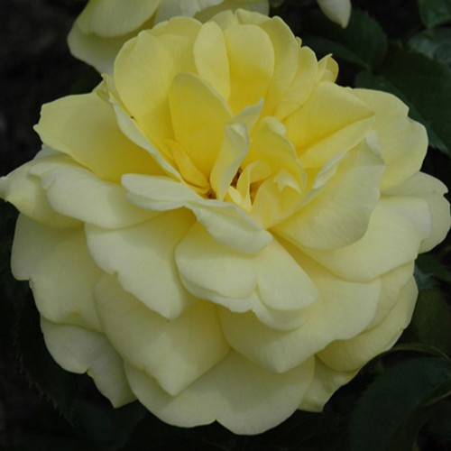 Yellow Brick Road Easy Elegance Rose