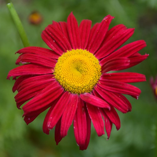 Robinson's Red Painted Daisy