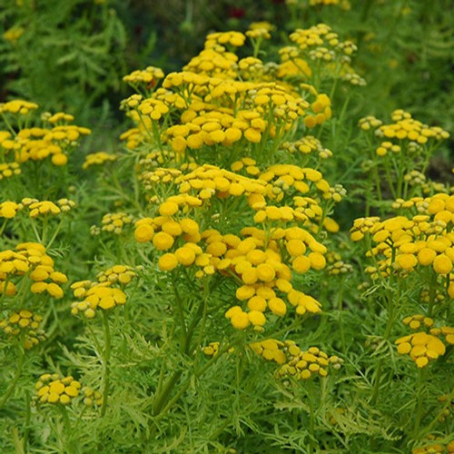 Isla Gold Tansy