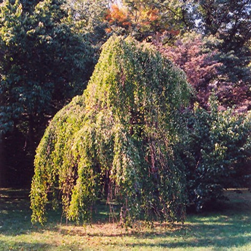 Morioka Weeping Katsura Tree