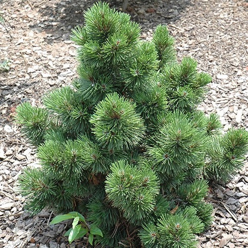 Irish Bell Bosnian Pine