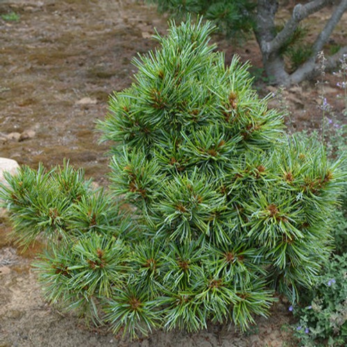 Blue Ball Korean Pine