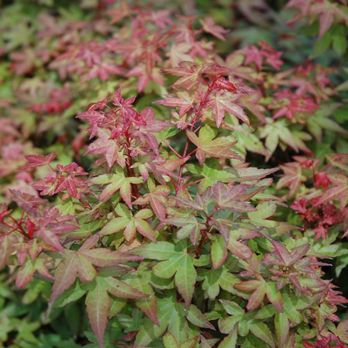 Beni Hime Dwarf Japanese Maple